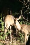 <img100*0:stuff/z/73640/deer%2520reference.2/i1265243367_1.jpg>