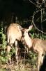 Deer Reference.2