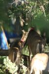 <img100*0:stuff/z/73640/deer%2520reference.2/i1265243367_2.jpg>