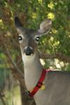 <img100*0:stuff/z/73640/deer%2520reference.2/i1265243367_3.jpg>