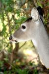 <img100*0:stuff/z/73640/deer%2520reference.2/i1265243367_4.jpg>