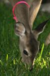 <img100*0:stuff/z/73640/deer%2520reference.2/i1265243367_5.jpg>