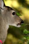 <img100*0:stuff/z/73640/deer%2520reference.2/i1265243367_6.jpg>