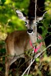 <img100*0:stuff/z/73640/deer%2520reference.2/i1265243367_7.jpg>