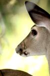 <img100*0:stuff/z/73640/deer%2520reference.2/i1265243368_10.jpg>