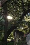 <img100*0:stuff/z/73640/deer%2520reference.2/i1265243368_11.jpg>