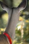 <img100*0:stuff/z/73640/deer%2520reference.2/i1265243368_12.jpg>