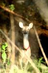 <img100*0:stuff/z/73640/deer%2520reference.2/i1265243368_13.jpg>