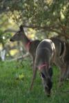 <img100*0:stuff/z/73640/deer%2520reference.2/i1265243368_14.jpg>