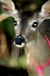 <img100*0:stuff/z/73640/deer%2520reference.2/i1265243368_15.jpg>