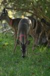 <img100*0:stuff/z/73640/deer%2520reference.2/i1265243368_8.jpg>