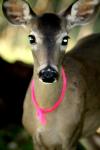 <img100*0:stuff/z/73640/deer%2520reference.2/i1265243368_9.jpg>
