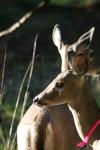 <img100*0:stuff/z/73640/deer%2520reference.2/i1265243369_16.jpg>