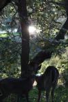 <img100*0:stuff/z/73640/deer%2520reference.2/i1265243369_17.jpg>