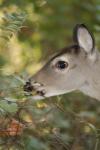 <img100*0:stuff/z/73640/deer%2520reference.2/i1265243369_18.jpg>