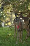 <img100*0:stuff/z/73640/deer%2520reference.2/i1265243369_19.jpg>