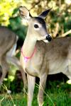 <img100*0:stuff/z/73640/deer%2520reference.2/i1265243369_20.jpg>