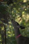 <img100*0:stuff/z/73640/deer%2520reference.2/i1265243369_21.jpg>