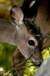 <img100*0:stuff/z/73640/deer%2520reference.2/i1265243369_22.jpg>