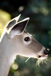 <img100*0:stuff/z/73640/deer%2520reference.2/i1265243370_23.jpg>