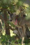 <img100*0:stuff/z/73640/deer%2520reference.2/i1265243370_24.jpg>