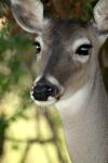 <img100*0:stuff/z/73640/deer%2520reference.2/i1265243370_25.jpg>