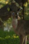 <img100*0:stuff/z/73640/deer%2520reference.2/i1265243370_26.jpg>