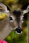 <img100*0:stuff/z/73640/deer%2520reference.2/i1265243370_27.jpg>