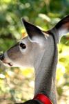 <img100*0:stuff/z/73640/deer%2520reference.2/i1265243370_28.jpg>