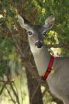 <img100*0:stuff/z/73640/deer%2520reference.2/i1265243370_29.jpg>