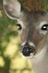 <img100*0:stuff/z/73640/deer%2520reference.2/i1265243370_30.jpg>