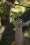 <img100*0:stuff/z/73640/deer%2520reference.2/i1265243371_31.jpg>