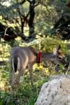 <img100*0:stuff/z/73640/deer%2520reference.2/i1265243371_32.jpg>