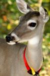 <img100*0:stuff/z/73640/deer%2520reference.2/i1265243371_33.jpg>
