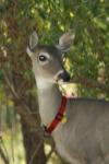 <img100*0:stuff/z/73640/deer%2520reference.2/i1265243371_34.jpg>