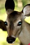 <img100*0:stuff/z/73640/deer%2520reference.2/i1265243371_35.jpg>
