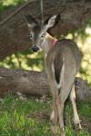 <img100*0:stuff/z/73640/deer%2520reference.2/i1265243371_36.jpg>