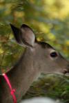 <img100*0:stuff/z/73640/deer%2520reference.2/i1265243371_37.jpg>