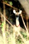 <img100*0:stuff/z/73640/deer%2520reference.2/i1265245549_1.jpg>