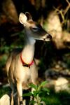 <img100*0:stuff/z/73640/deer%2520reference.2/i1265245549_2.jpg>