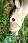 <img100*0:stuff/z/73640/deer%2520reference.2/i1265245549_3.jpg>