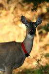<img100*0:stuff/z/73640/deer%2520reference.2/i1265245550_10.jpg>