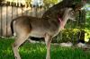 <img100*0:stuff/z/73640/deer%2520reference.2/i1265245550_4.jpg>
