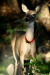 <img100*0:stuff/z/73640/deer%2520reference.2/i1265245550_6.jpg>