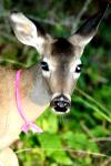 <img100*0:stuff/z/73640/deer%2520reference.2/i1265245550_7.jpg>