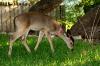 <img100*0:stuff/z/73640/deer%2520reference.2/i1265245550_8.jpg>
