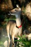 <img100*0:stuff/z/73640/deer%2520reference.2/i1265245550_9.jpg>