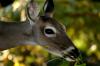 <img100*0:stuff/z/73640/deer%2520reference.2/i1265245551_11.jpg>
