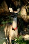 <img100*0:stuff/z/73640/deer%2520reference.2/i1265245551_12.jpg>