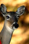 <img100*0:stuff/z/73640/deer%2520reference.2/i1265245551_13.jpg>